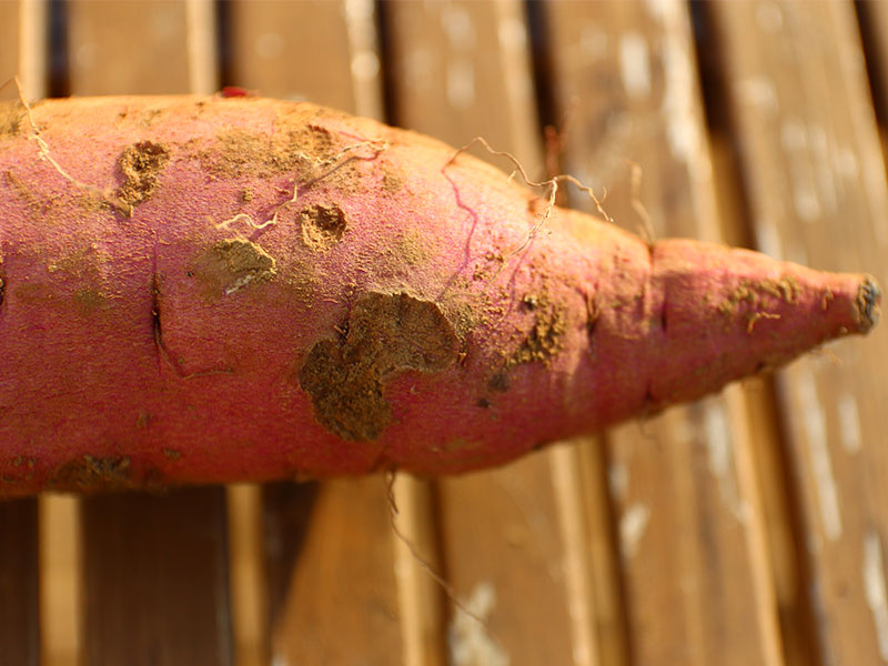 表皮に傷のあるさつまいも