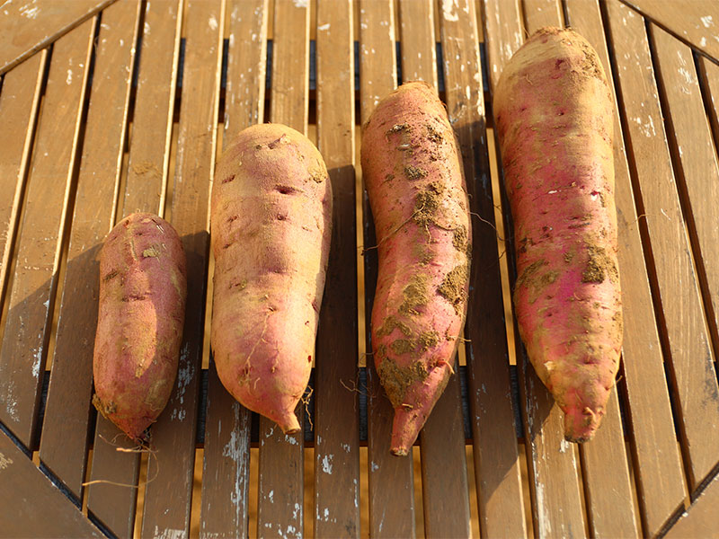 サイズ違いの有機さつまいも