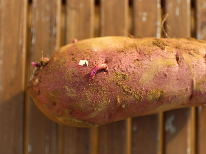 芽が出たさつまいもと皮むけ