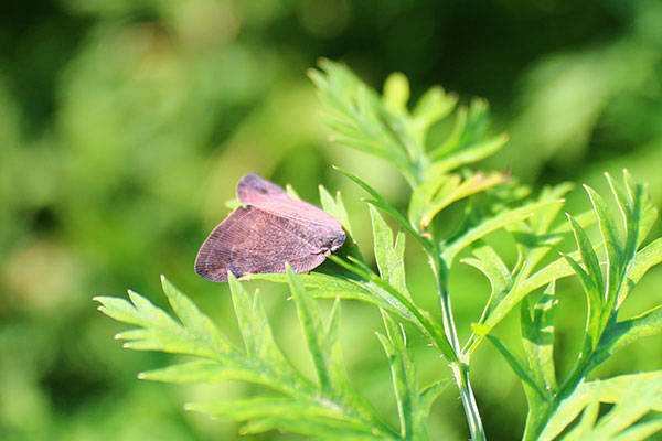 チュウゴクアミガサハゴロモ