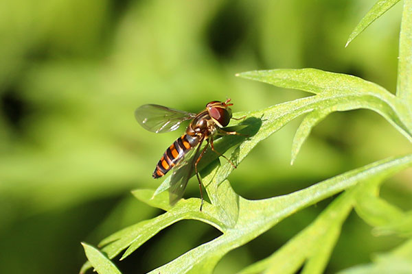 ホソヒラタアブ