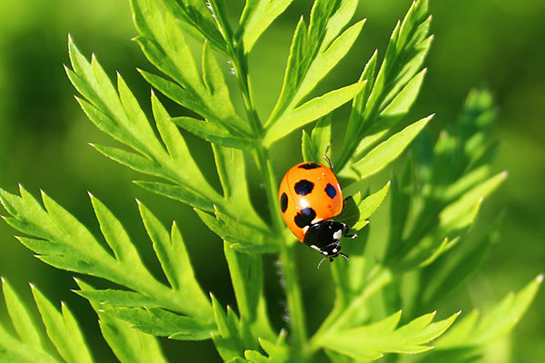 ナナホシテントウムシ