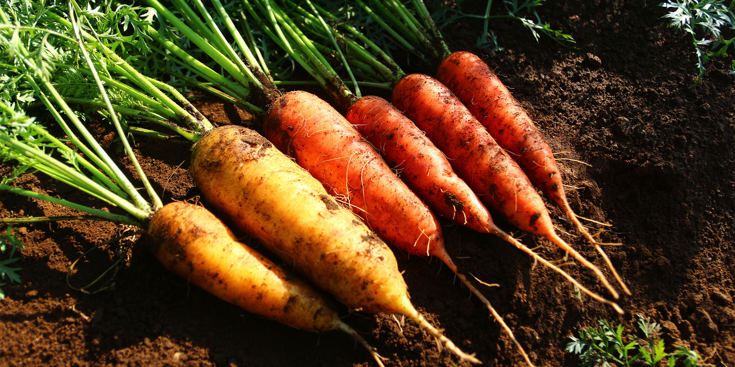 有機春にんじん収穫体験イベント2025