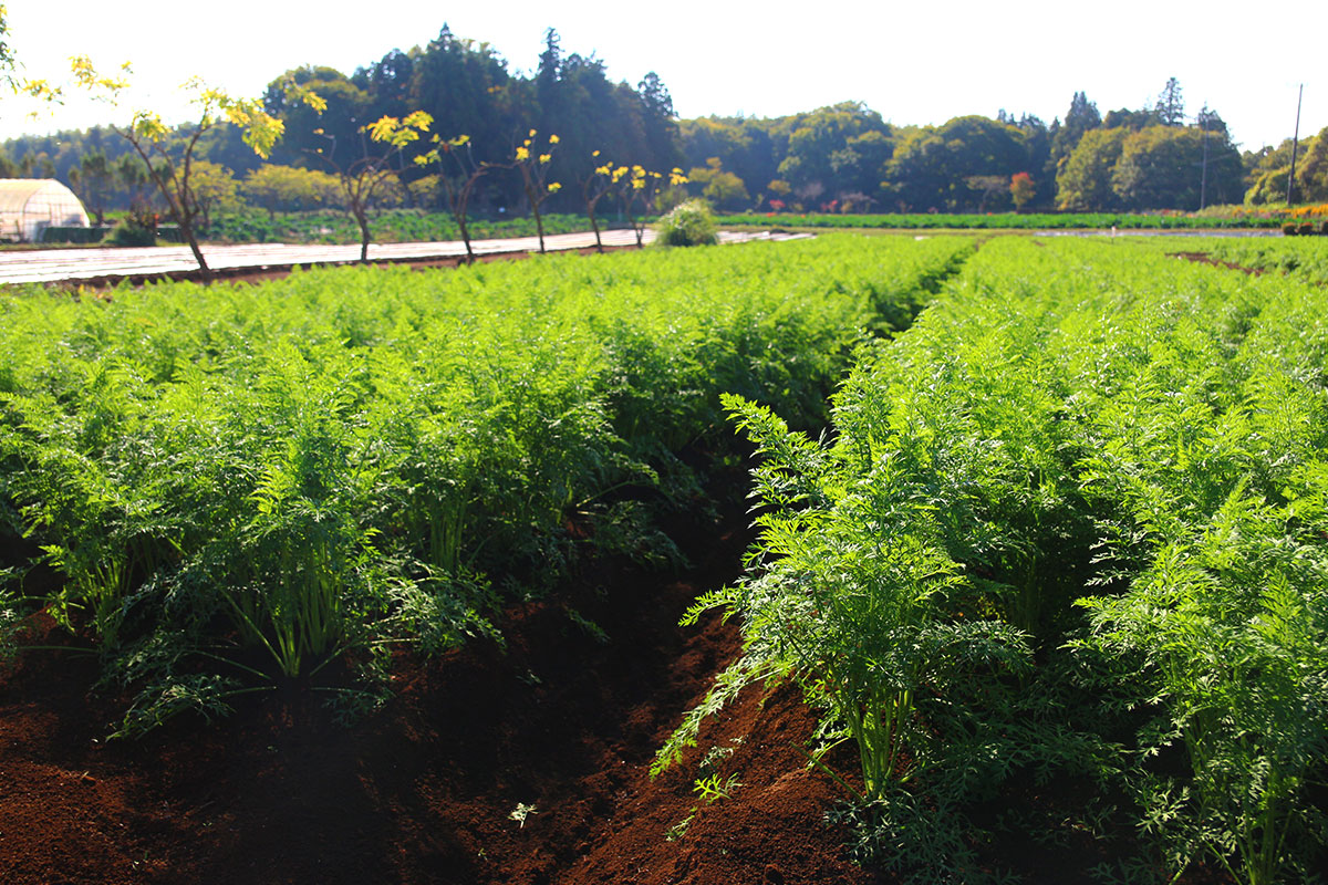 ベルファーム 有機にんじん畑
