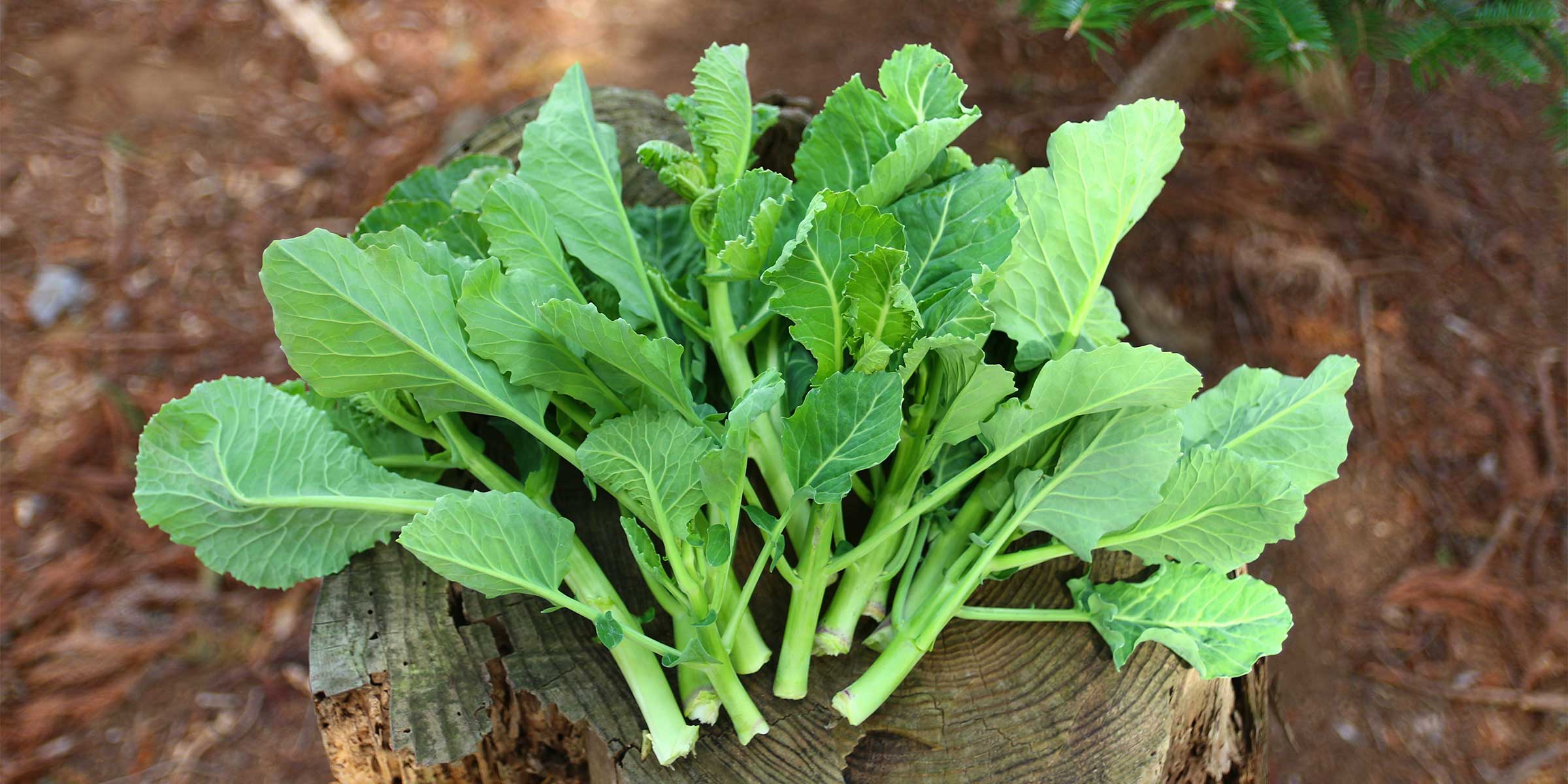 有機ケール花芽収穫体験イベント2026