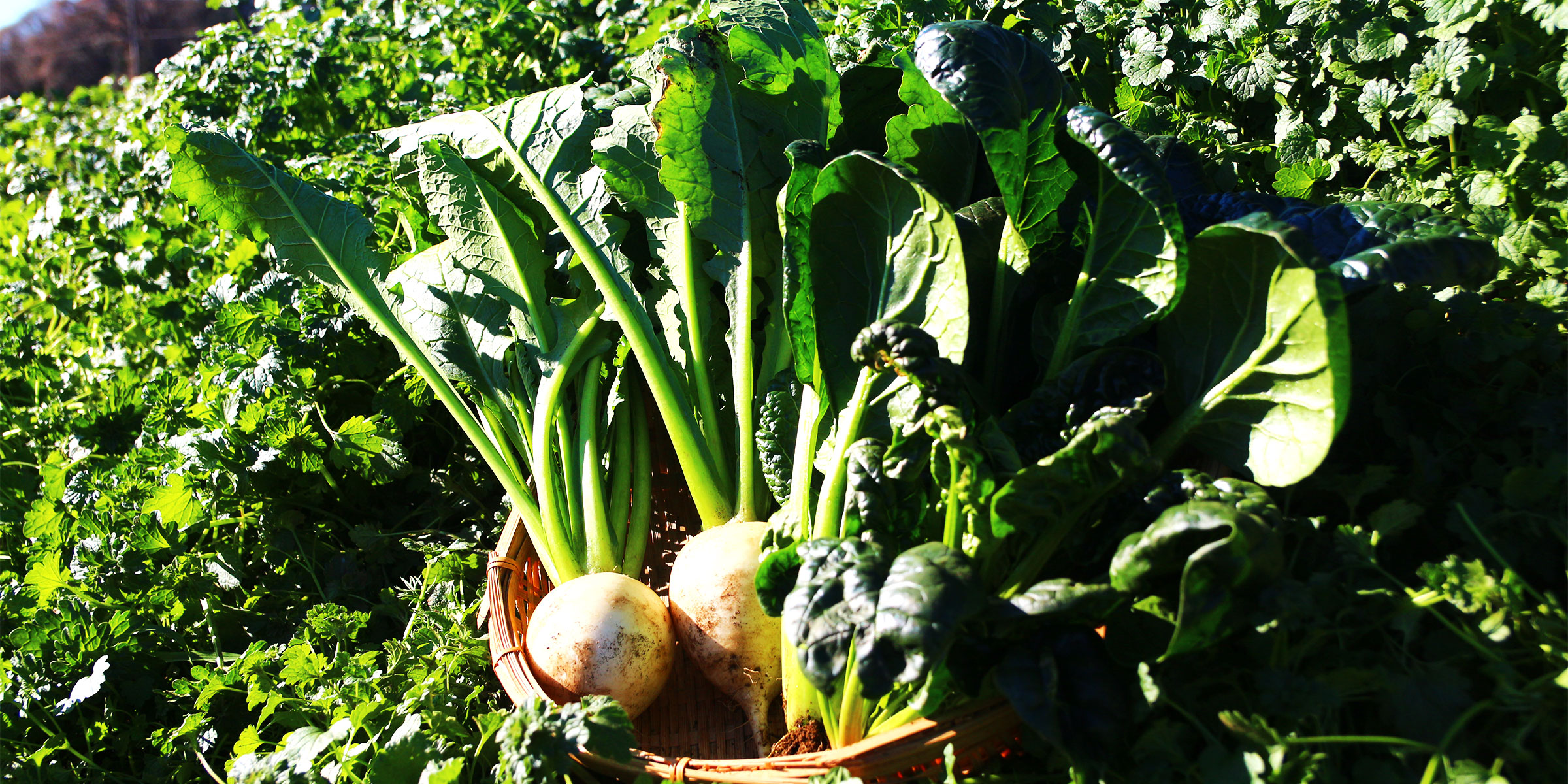 有機野菜3種収穫体験イベント2025