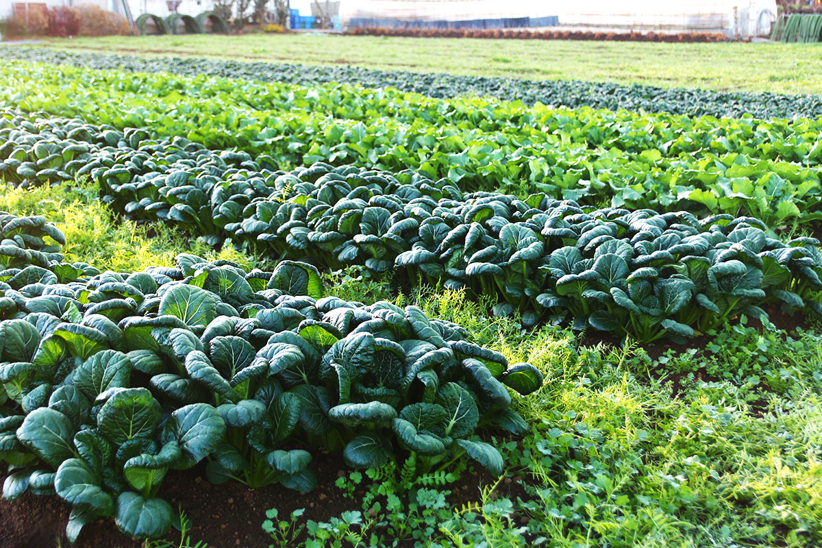 ベルファーム 有機野菜3種の畑