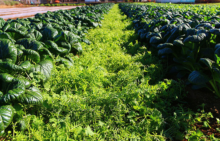 ヘアリーベッチの圃場