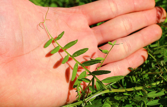 ヘアリーベッチ（緑肥作物）