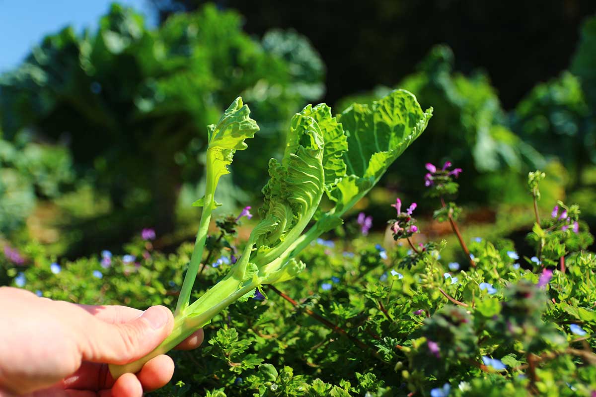 収穫したケール花芽