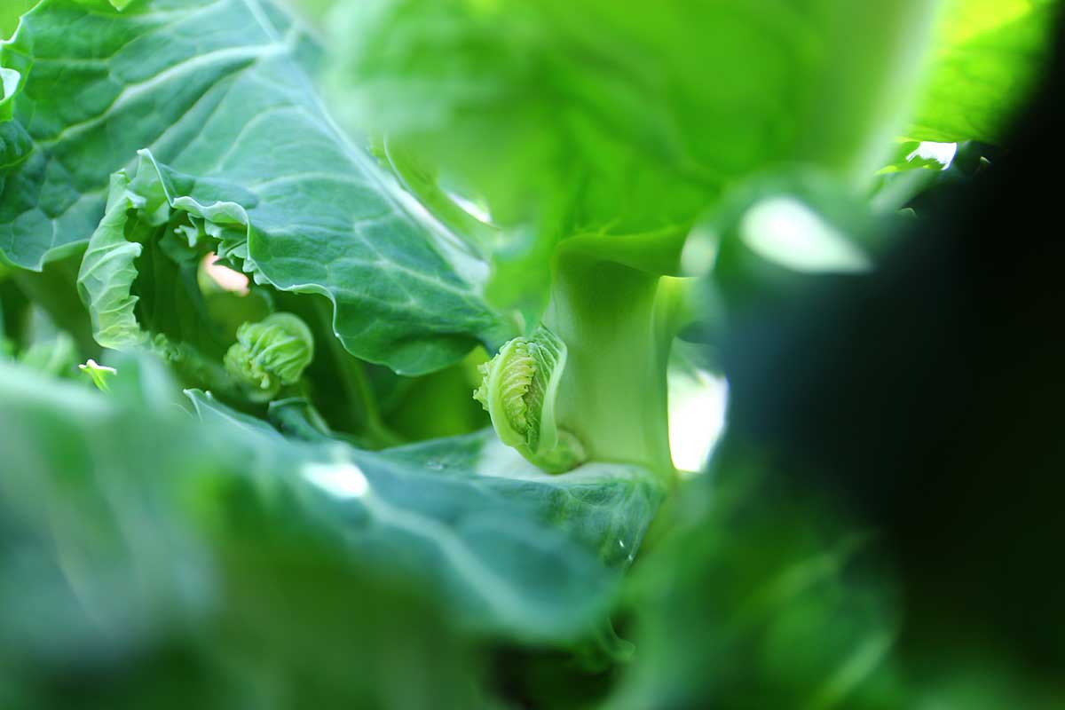 芽出し直後のケール花芽