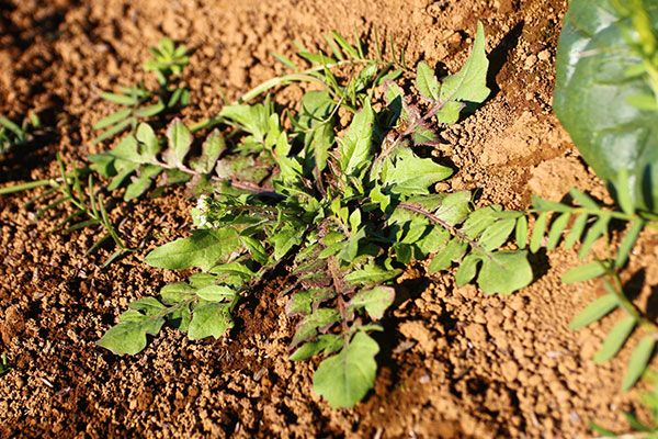 ナズナ（ぺんぺん草）