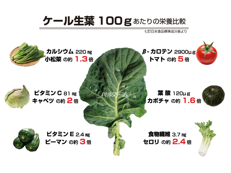 ケール生葉の栄養比較