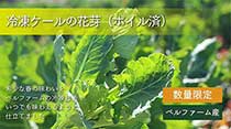 【冷凍】ケール花芽ボイル済