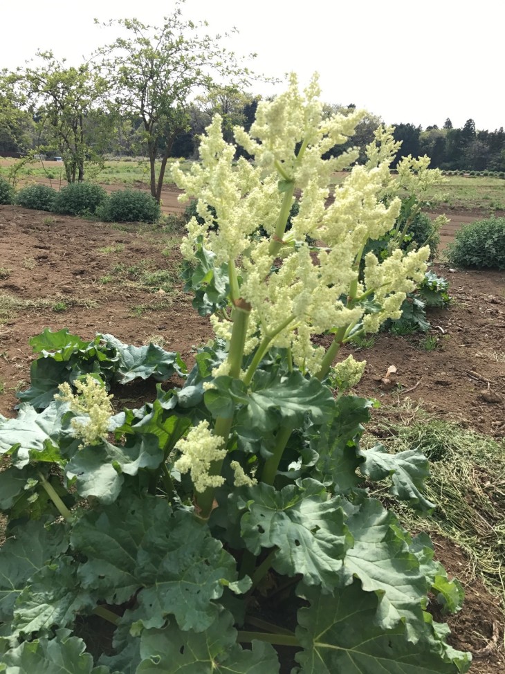 無農薬栽培のルバーブに花が咲きました 青汁通販 公式 ベルファーム 冷凍宅配 無農薬 無添加 ケール 特許製法で100 青汁を自社一貫生産し全国通販