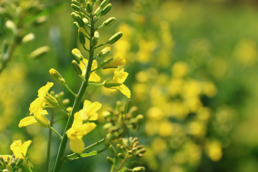 ケールの花が見頃を迎えています 青汁通販 公式 ベルファーム 冷凍宅配 無農薬 無添加 ケール 特許製法で100 青汁を自社一貫生産し全国通販