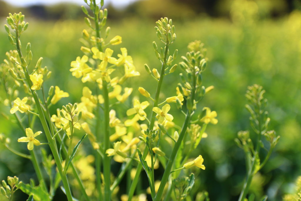 ケールの花が見頃を迎えています 青汁通販 公式 ベルファーム 冷凍宅配 無農薬 無添加 ケール 特許製法で100 青汁を自社一貫生産し全国通販