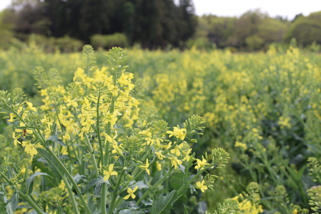 ケールの花が見頃を迎えています 青汁通販 公式 ベルファーム 冷凍宅配 無農薬 無添加 ケール 特許製法で100 青汁を自社一貫生産し全国通販