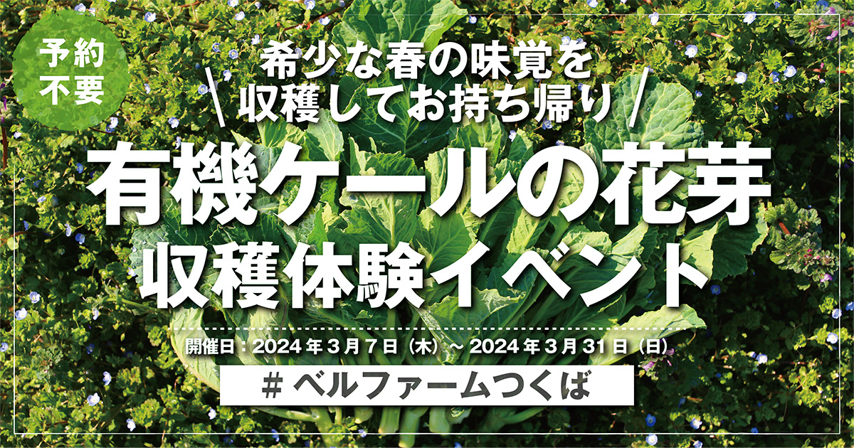 有機ケール花芽収穫体験イベント