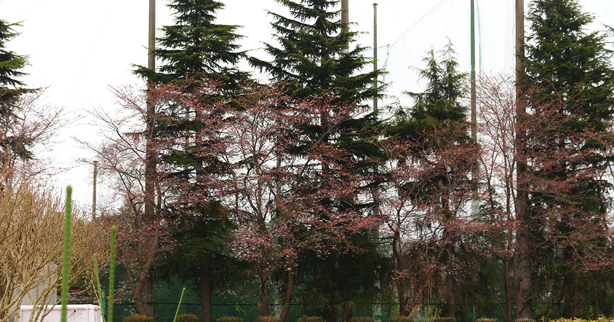 三分咲きの桜