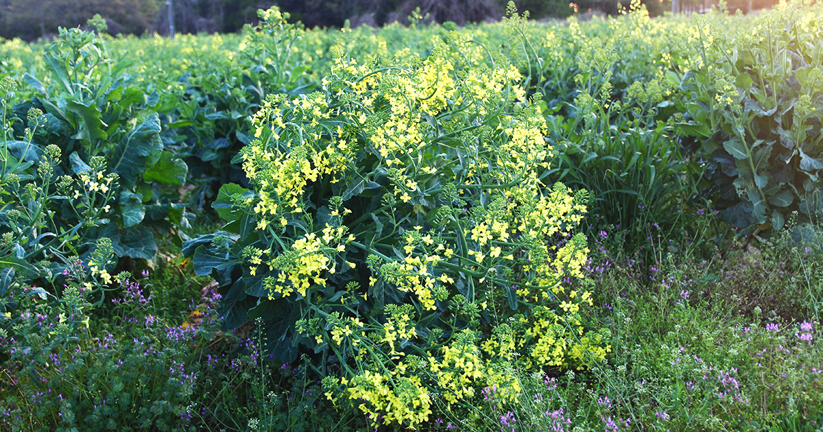 ケールの花畑