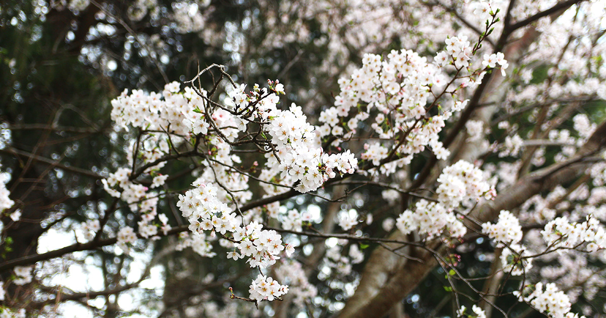 桜の写真2
